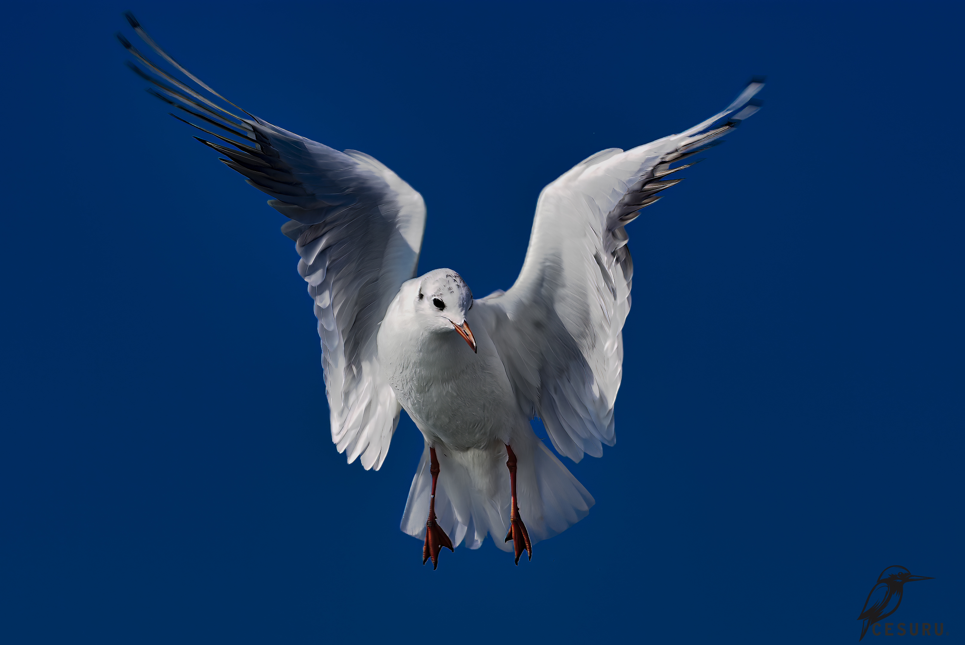 Black-headed Gull